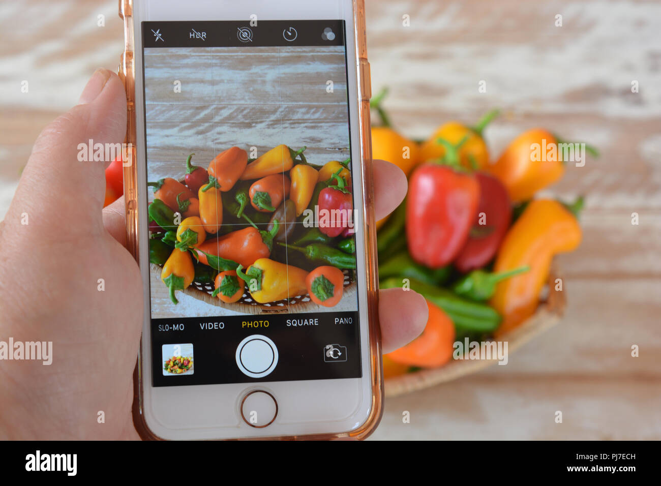 Woman taking a photo of a basket full of freshly picked red, green, yellow and orange peppers, using her smartphone camera, an iPhone7 Stock Photo