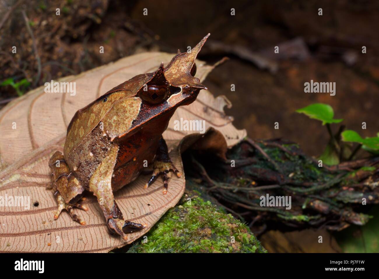 A Malayan Horned Frog (Megophrys nasuta) on the forest floor at night in Gunung Gading National Park, Sarawak, East Malaysia, Borneo Stock Photo