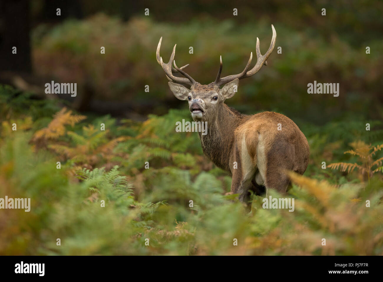 Red Deer; Cervus elaphus Single Stag; Tasting the Air; UK Stock Photo