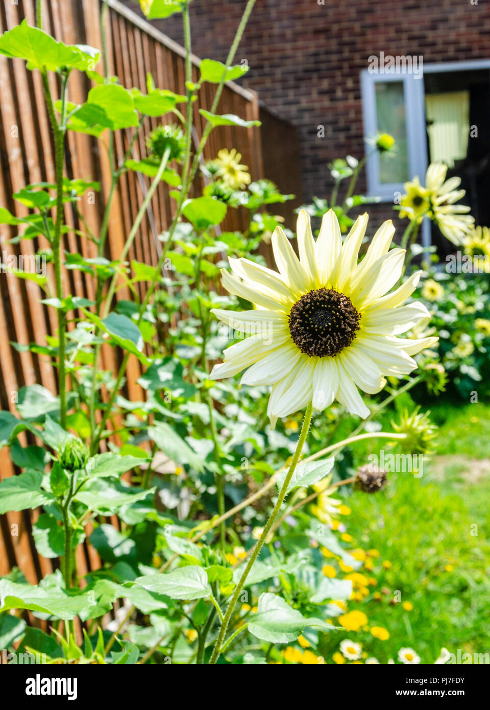 Sunflower 'Valentine' growing in a garden Stock Photo Alamy