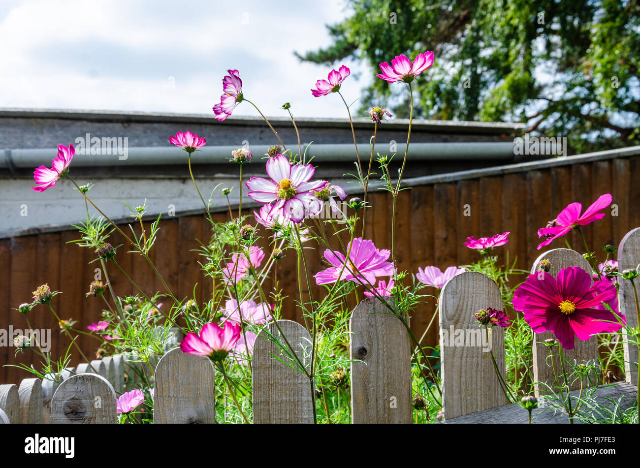 Close up view of pink cosmos flowers in a garden. Stock Photo