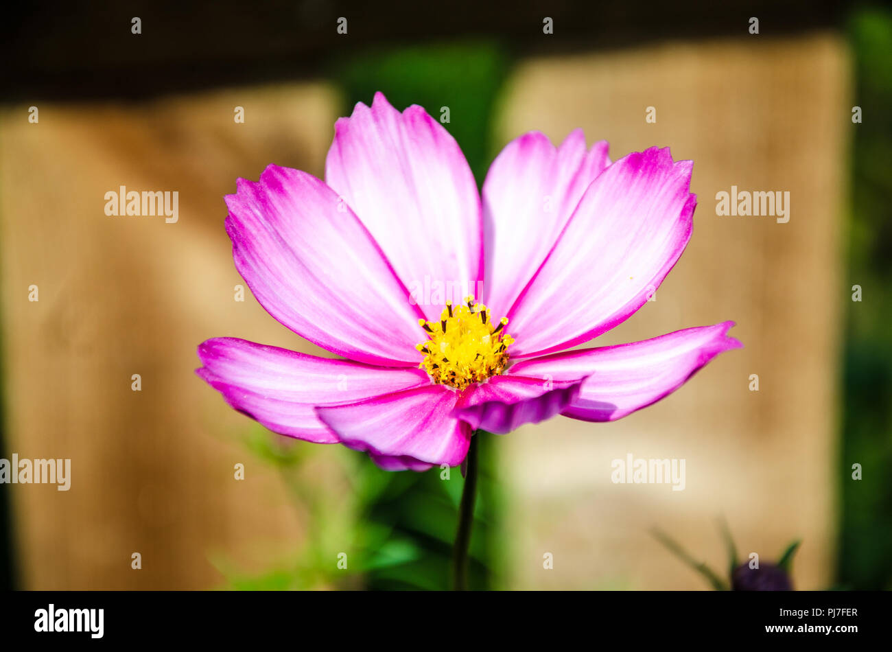 Close up view of pink cosmos flowers in a garden. Stock Photo