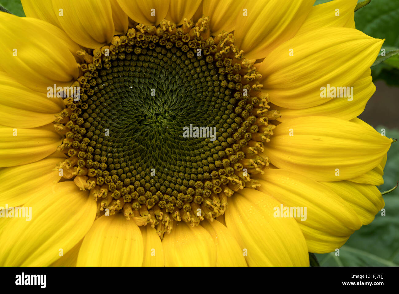 Sunflower; Detail of Centre; UK Stock Photo