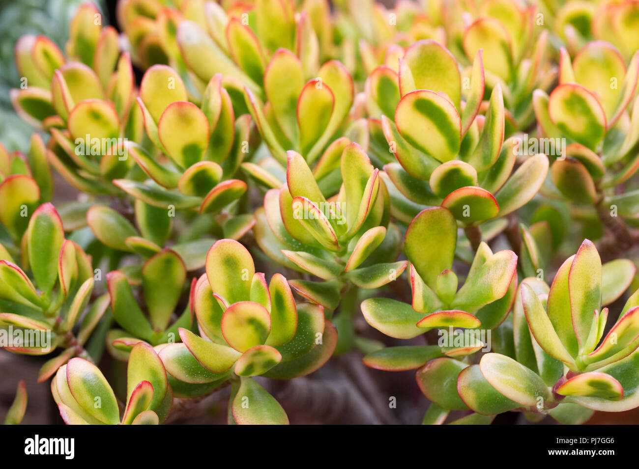 Crassula ovata hummels sunset hi-res stock photography and images - Alamy