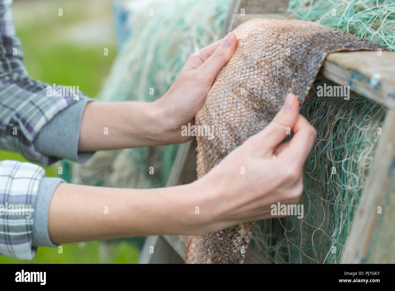 drying a fish skin Stock Photo Alamy