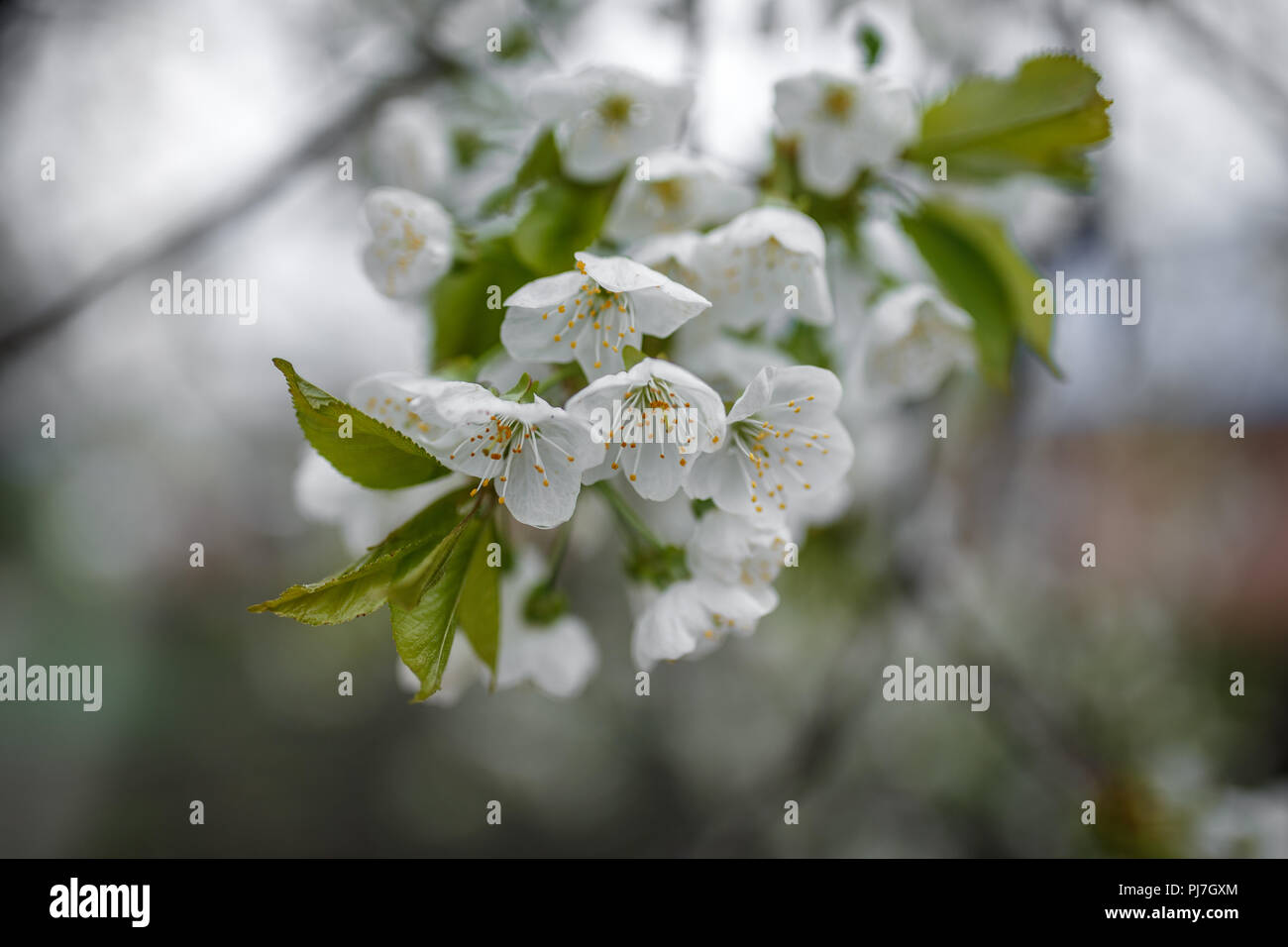 Cherry Blossoms on blurry background on a cloudy spring day Stock Photo ...