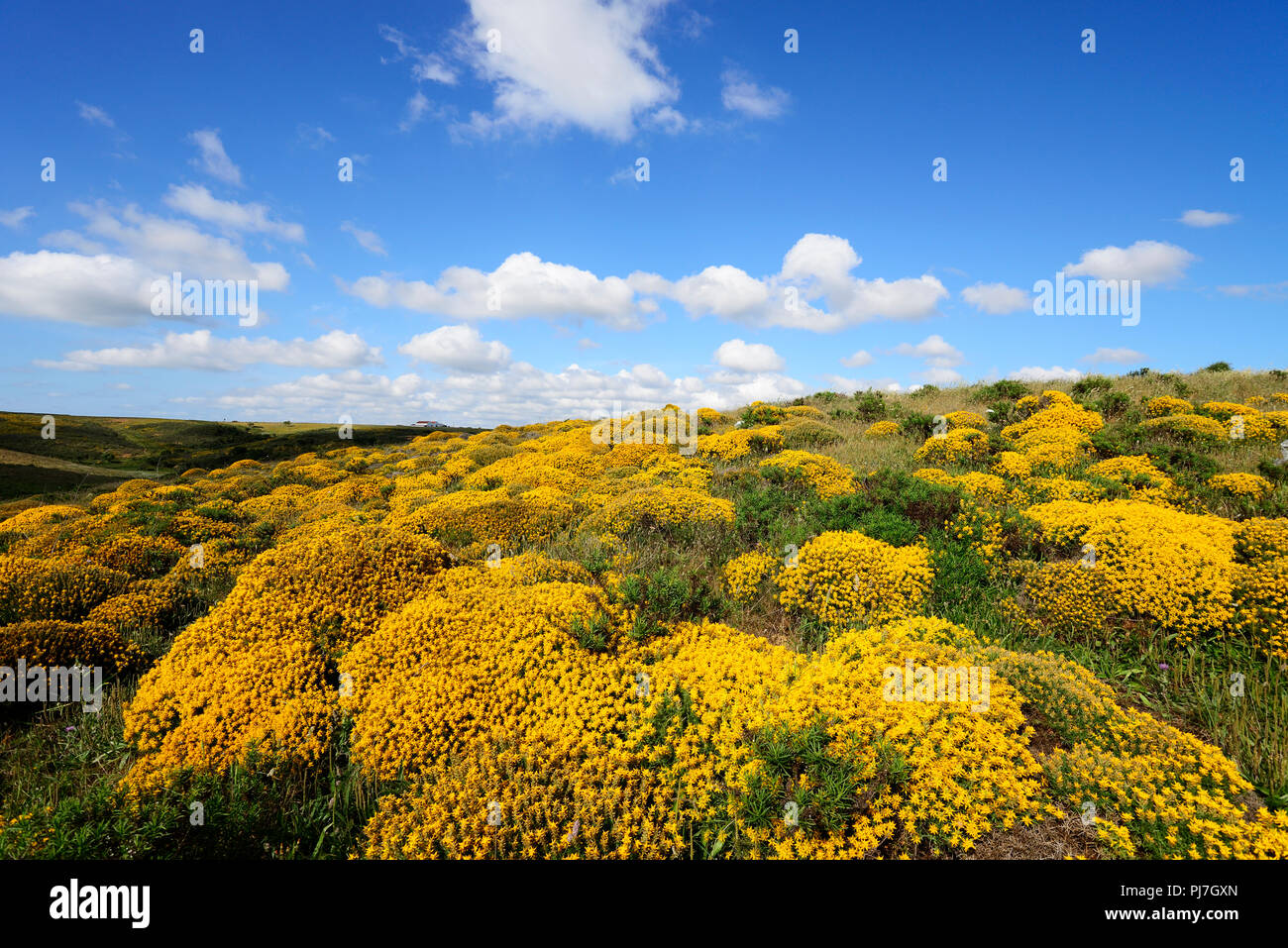 Western gorse in blossom. Parque Natural do Sudoeste Alentejano e Costa Vicentina, the wildest atlantic coast in Europe. Algarve, Portugal Stock Photo
