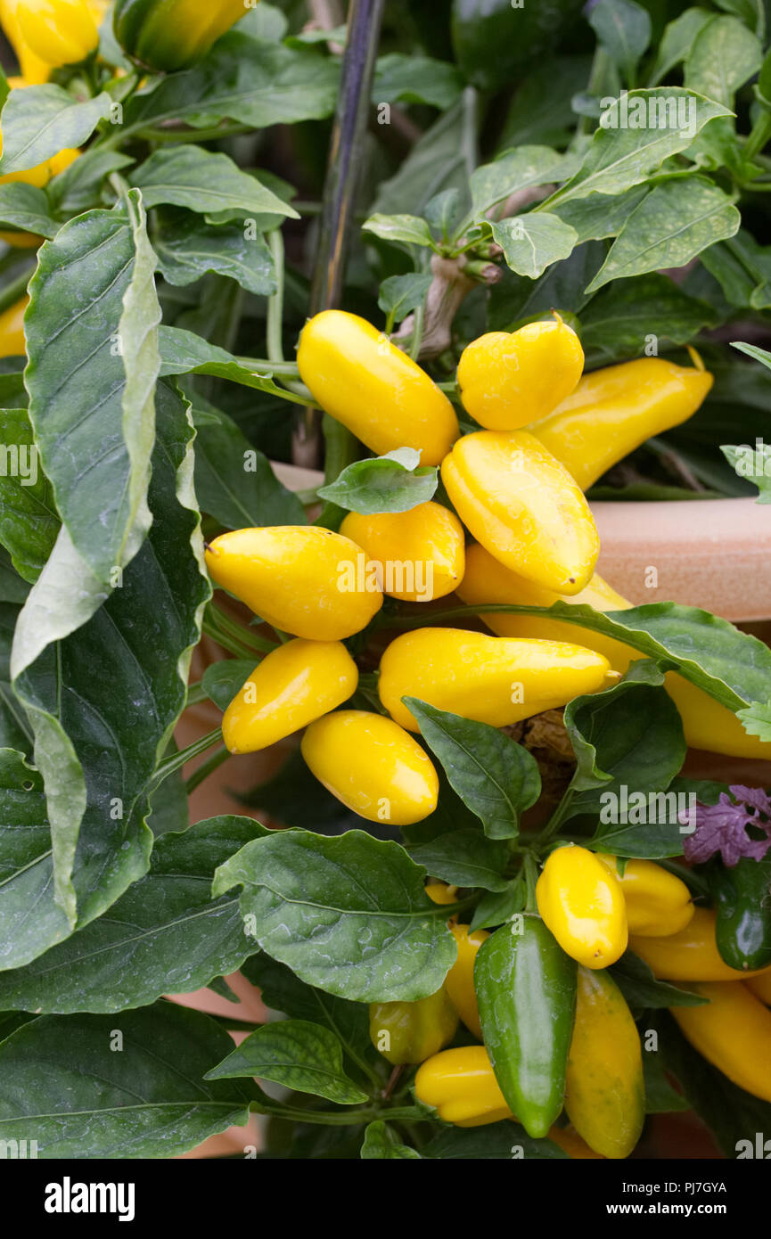 Capsicum annuum cultivars hires stock photography and images Alamy