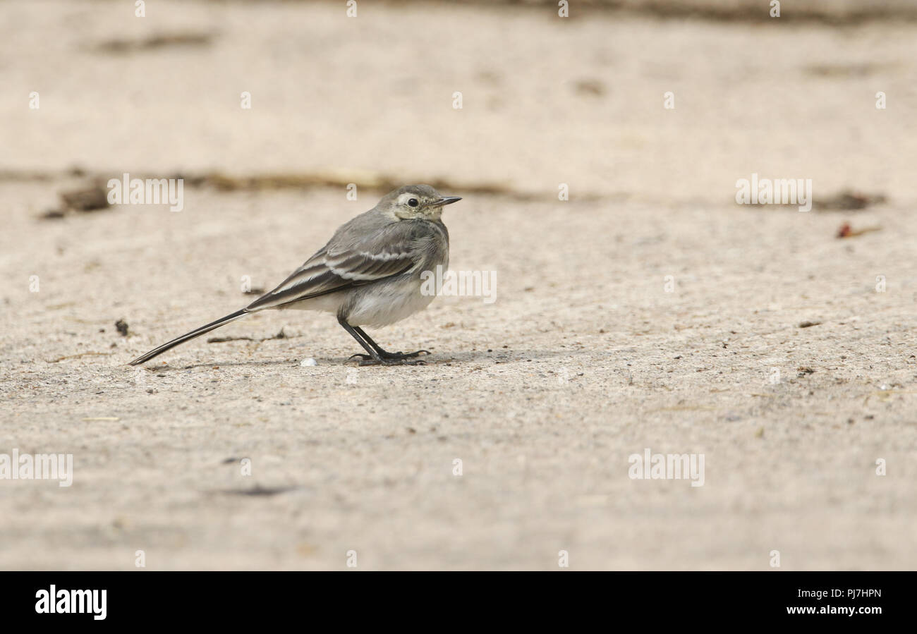 A beautiful juvenile Pied wagtail (Motacilla alba) perching on the ground hunting for insects to eat. Stock Photo