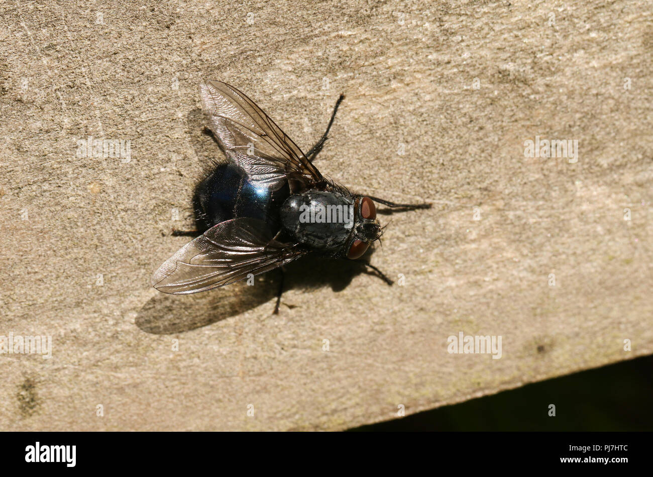 A large Common Bluebottle ( Calliphoridae - Blow-flies ) Calliphora vicina, perching on a wooden fence in woodland in the UK. Stock Photo
