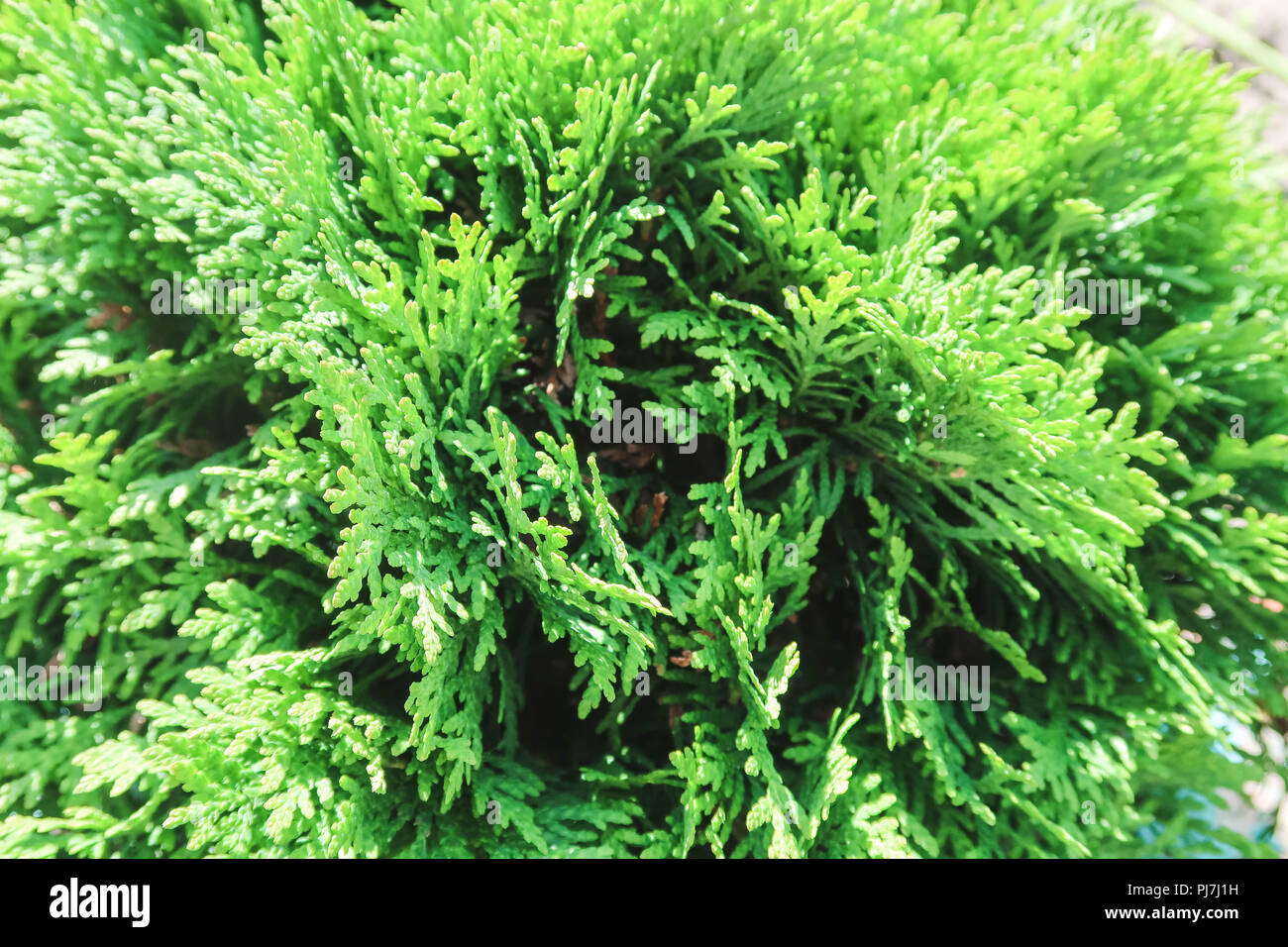 Tui branches, vegetative green background, sunlight Stock Photo