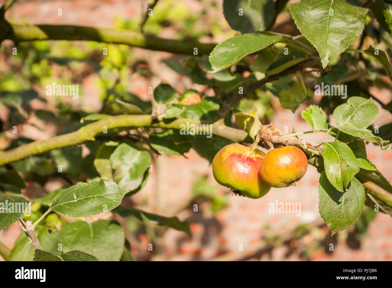 Apples ripen on a branch in the early autumn sun. Stock Photo