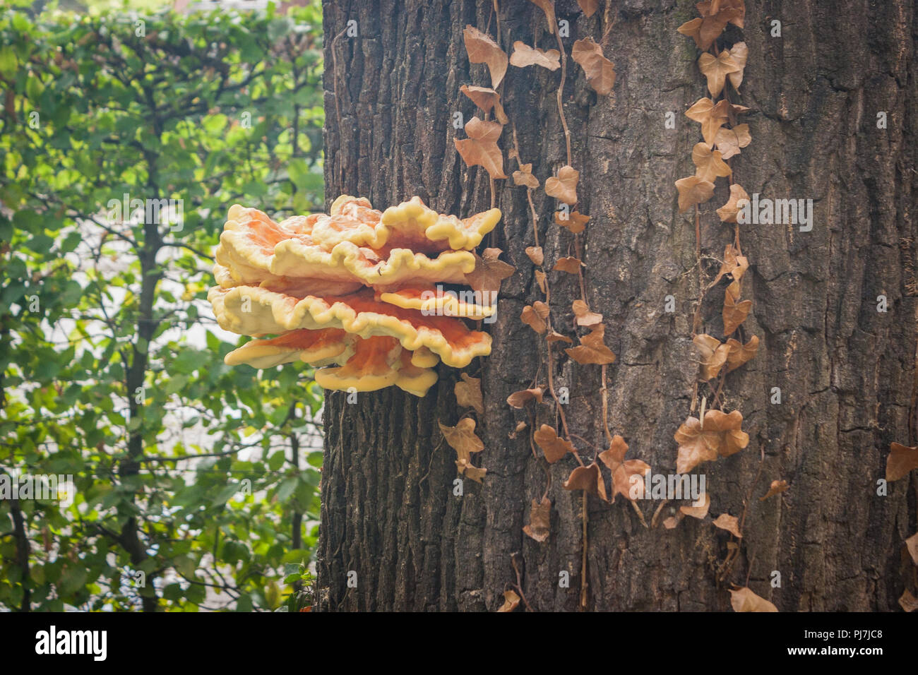 Large yellow and orange Shelf or Bracket fungus grows on the trunk of a tree in early autumn. Stock Photo