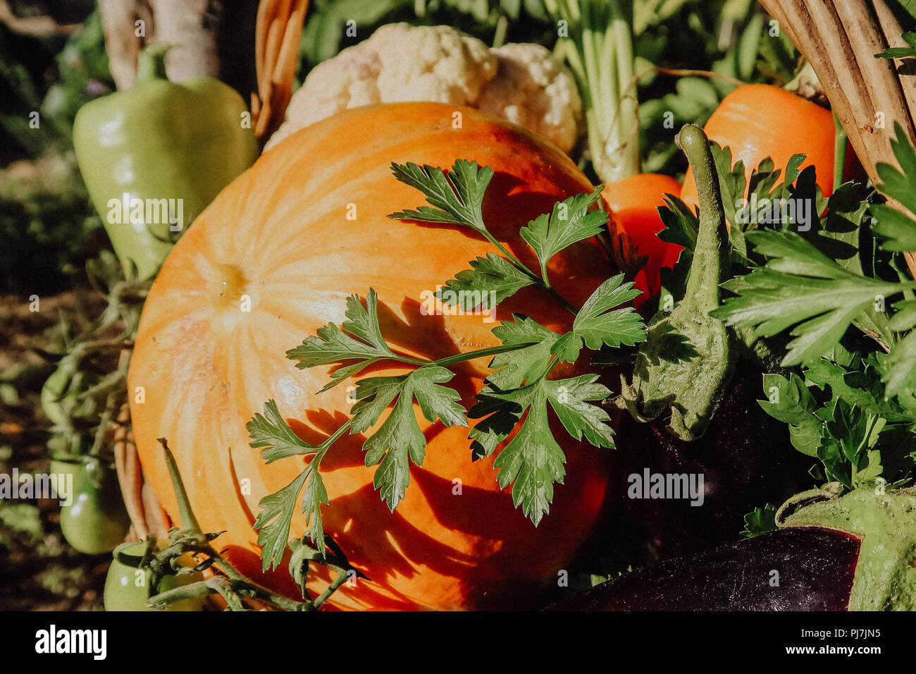 Farm vegetables in the basket. Vegetable fresh garden organic Stock ...