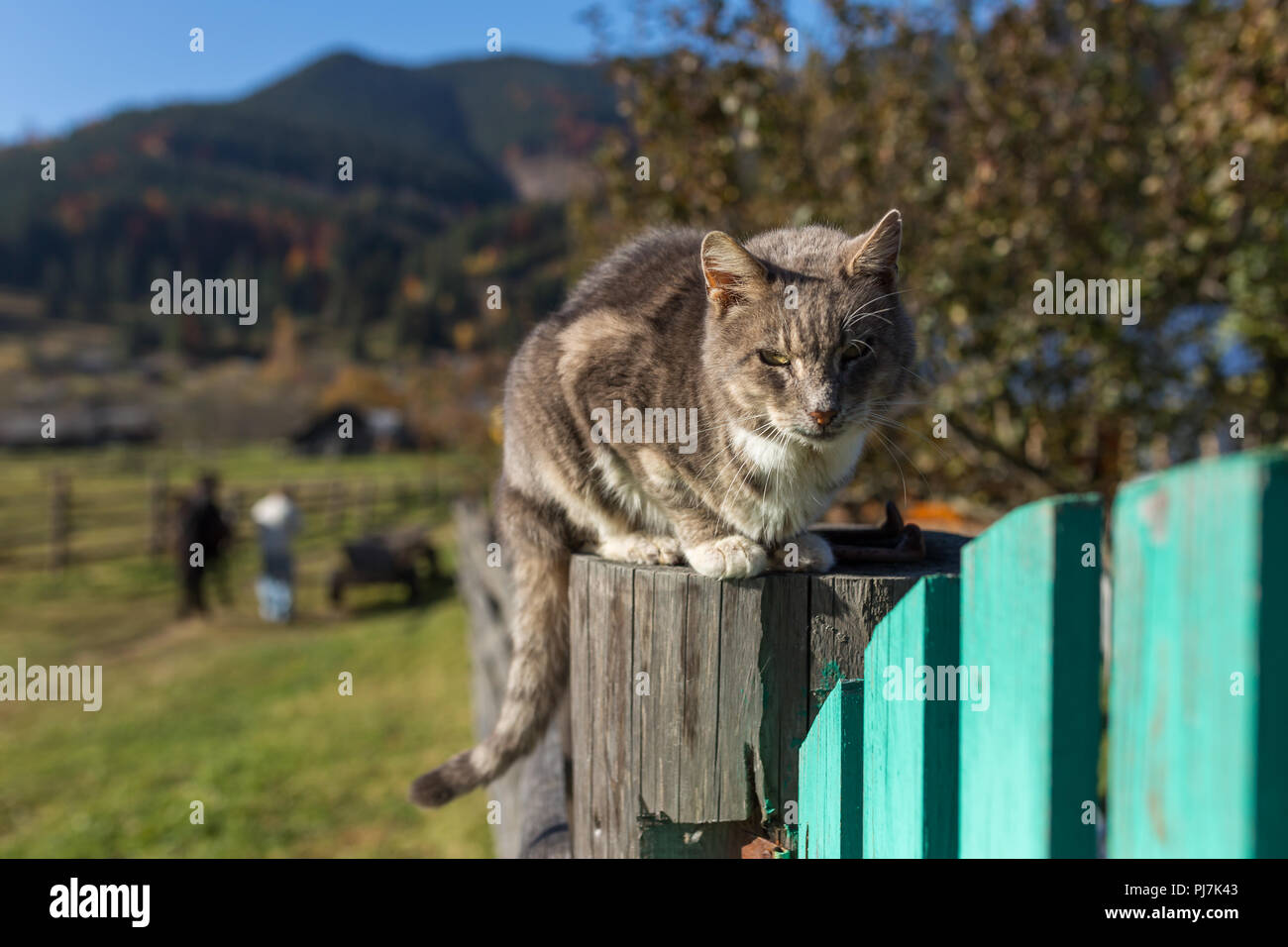 Domestic cat sitting on the fence in ukrainian village in  Carpathian Mountains, Ukraine Stock Photo