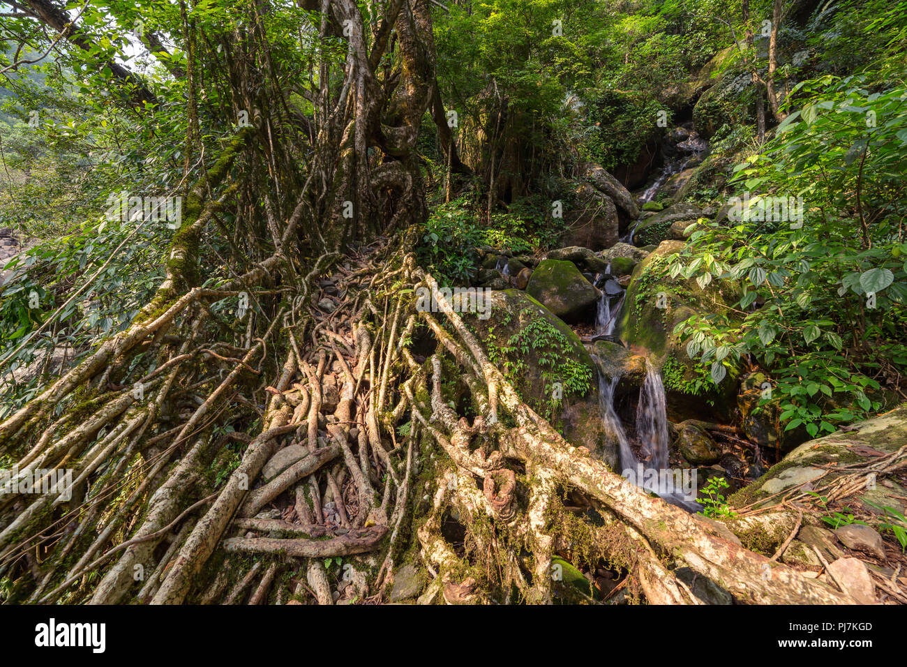 Living roots bridge near Nongriat village, Cherrapunjee, Meghalaya, India.  This bridge is formed by training tree roots over years to knit together  Stock Photo - Alamy