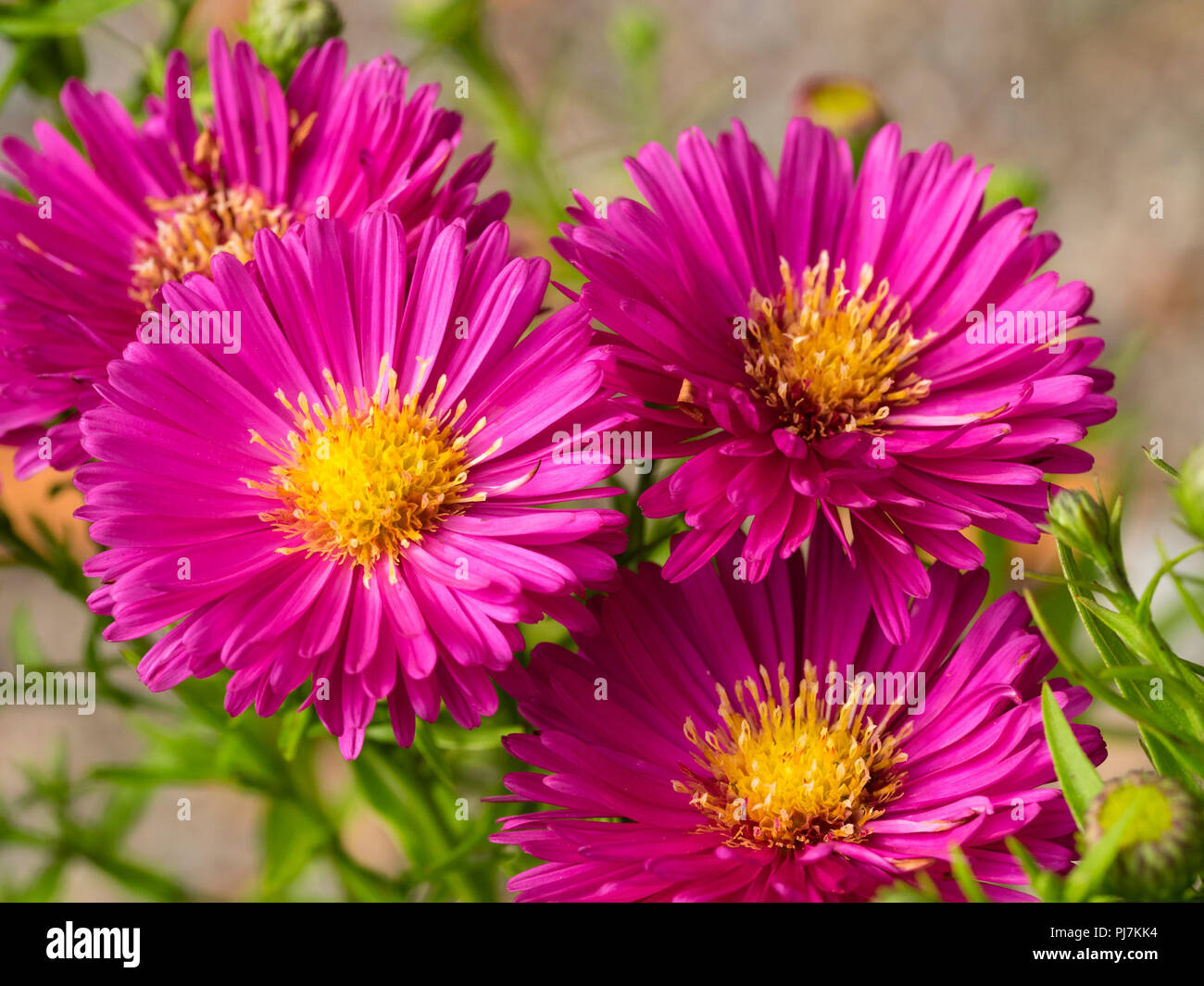 Bright pink, yellow centred flowers of the Autumn blooming Michaelmas daisy, Aster Autumn Jewels 'Granat' Stock Photo