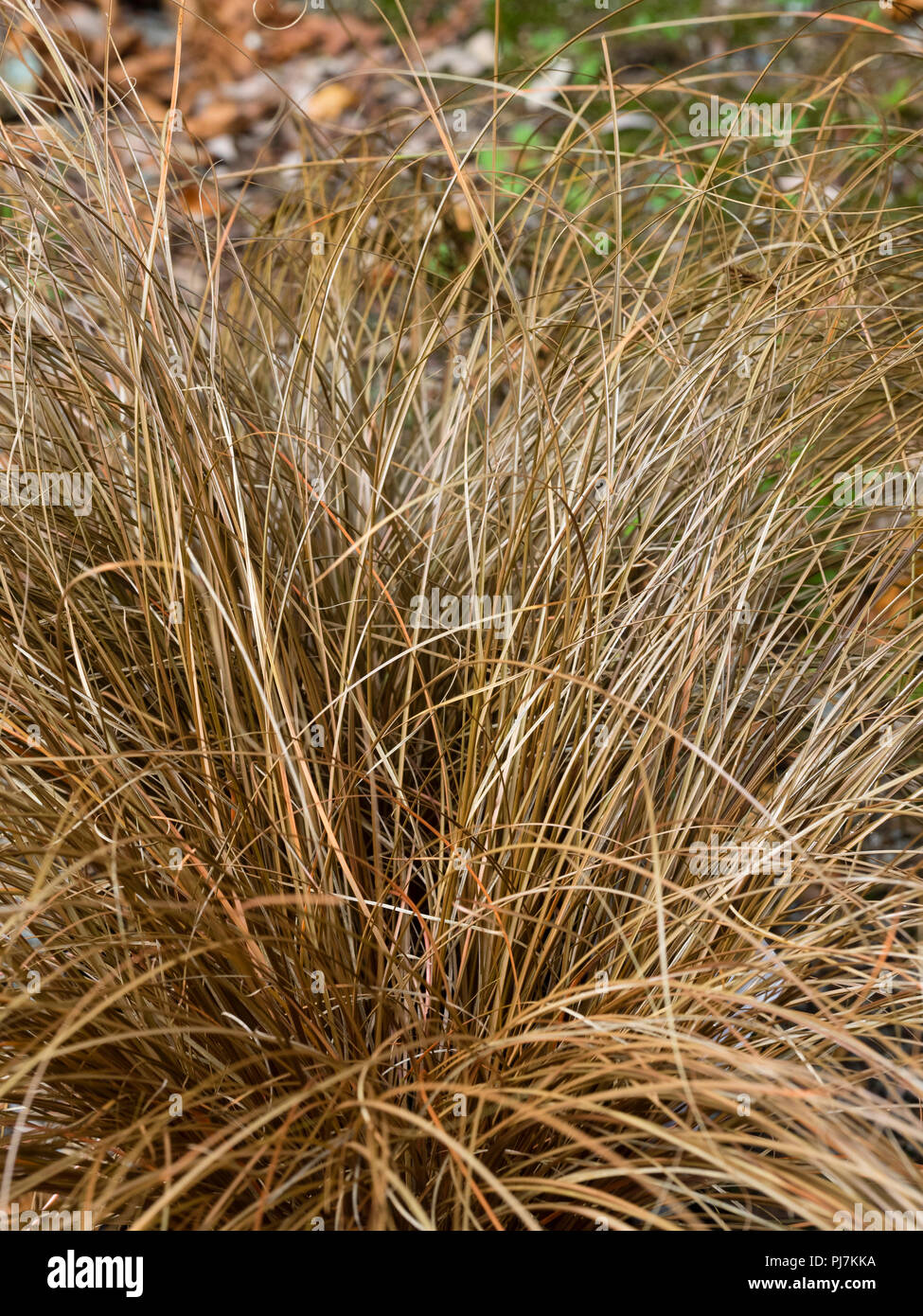 Narrow bronze foliage of the evergreen, mound forming, weeping brown sedge, Carex flagellifera Stock Photo