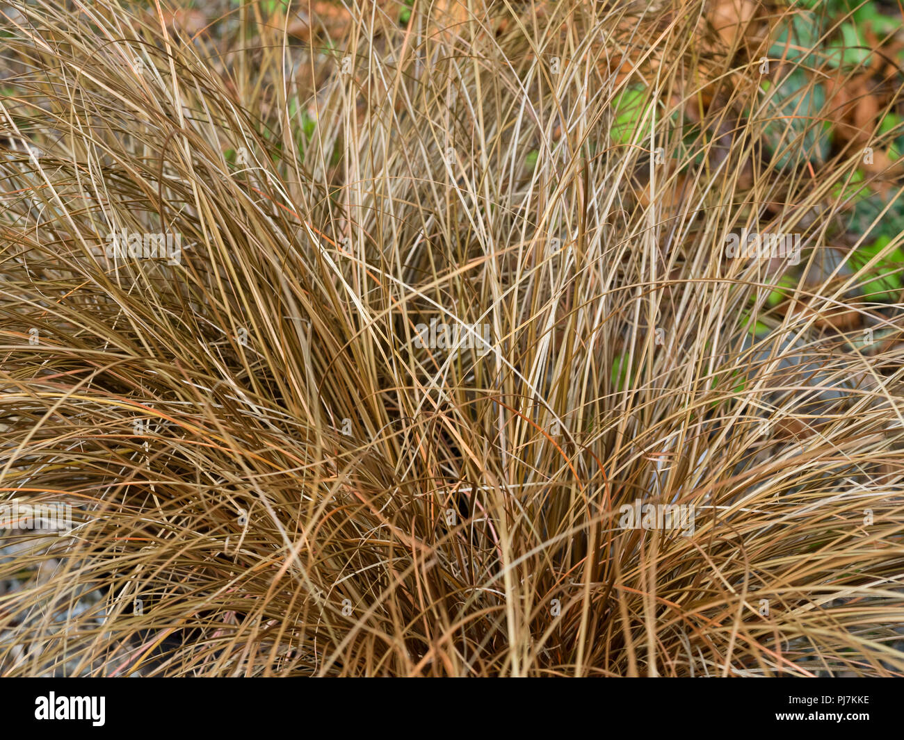 3 Brown Sedges