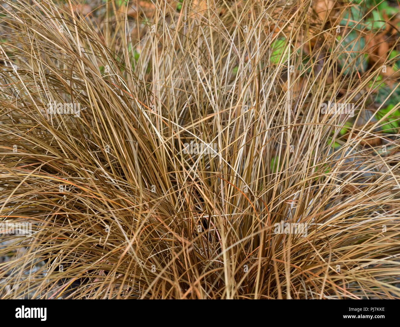 Narrow bronze foliage of the evergreen, mound forming, weeping brown sedge, Carex flagellifera Stock Photo