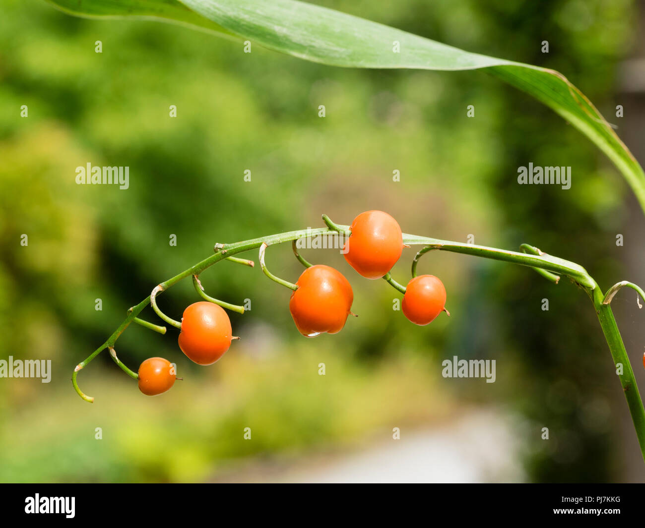 Orange red autumn berries of the fragrant, spring flowering lily of the valley, Convallaria majalis Stock Photo