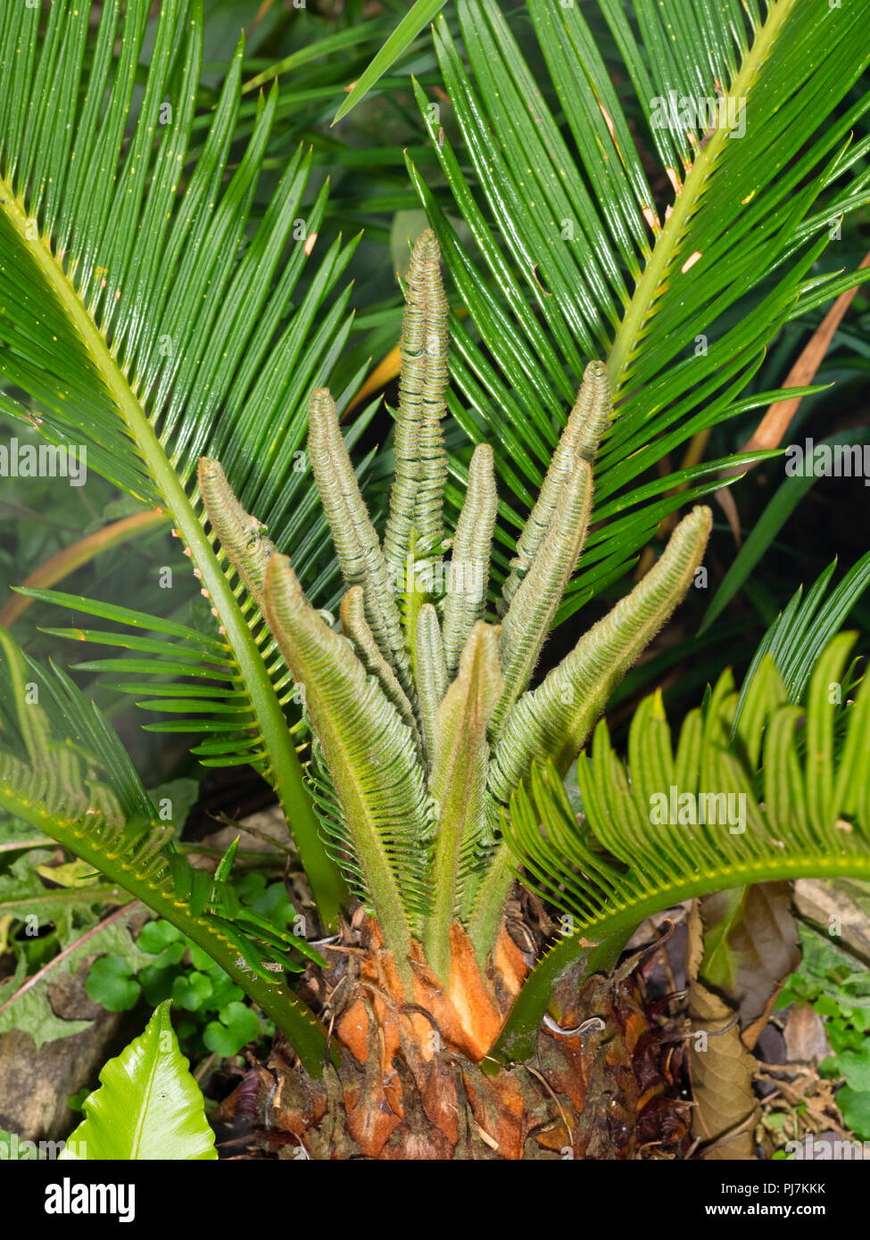 Sago palm, Cycas revoluta, flushing new growth from the tip of the short trunk Stock Photo