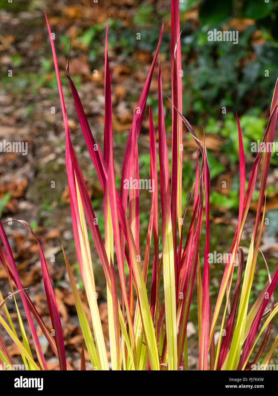 Red tipped foliage of the hardy herbaceous perennial Japanese blood grass, Imperata cylindrica 'Red Baron' Stock Photo