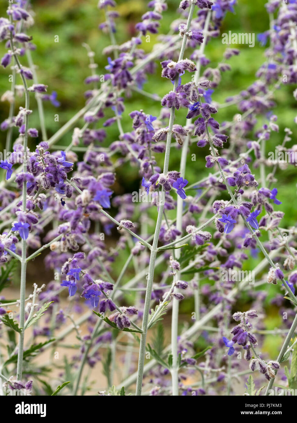 Airy, tangled stems bearing late summer blue flowers of the Russian sage, Perovskia atriplicifolia 'Blue Spire' Stock Photo