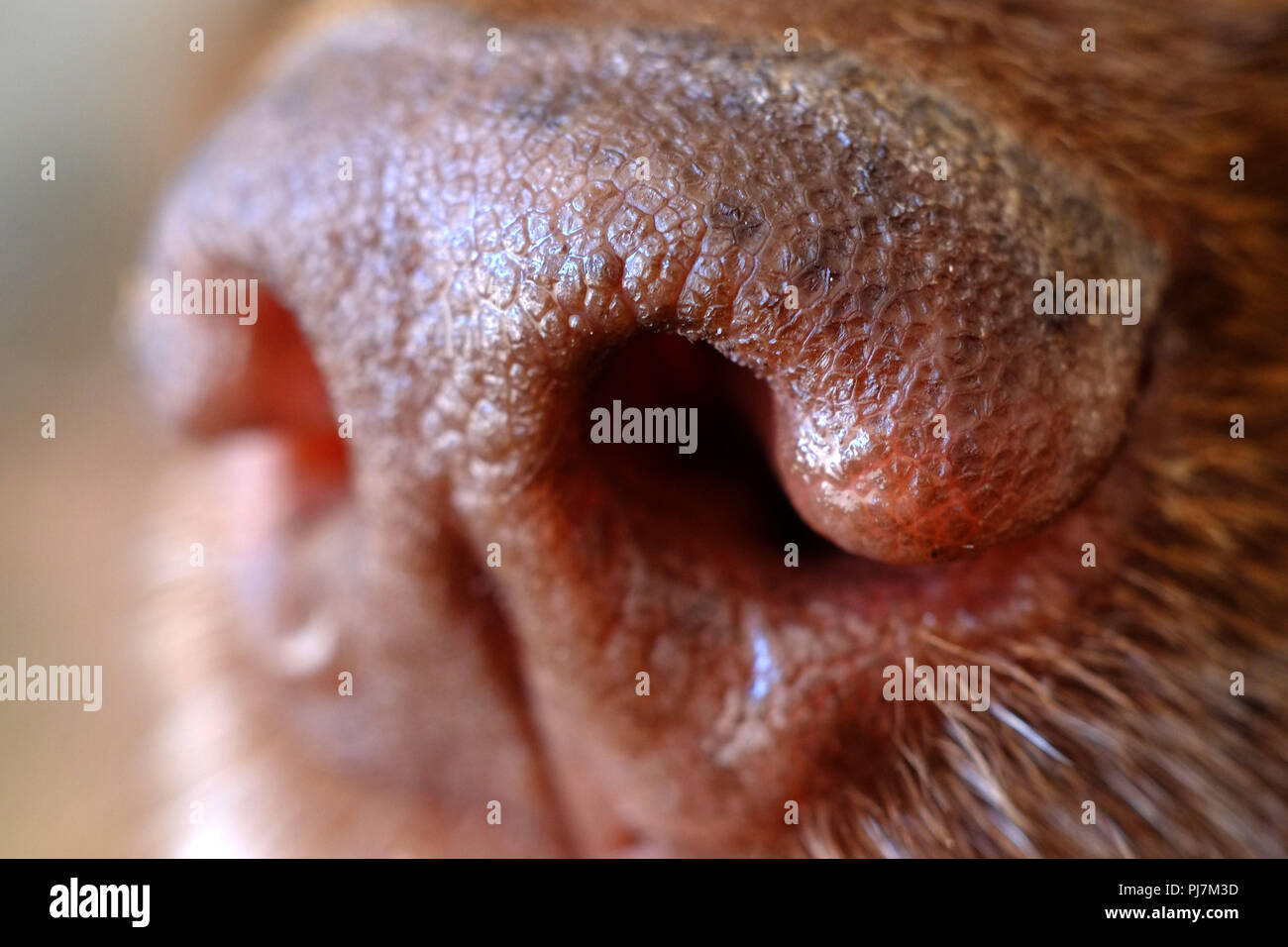 Close up of a dog's nose Stock Photo