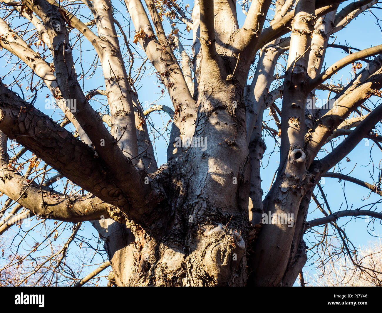 Ramas ramas ramas ramas árbol hi-res stock photography and images - Alamy