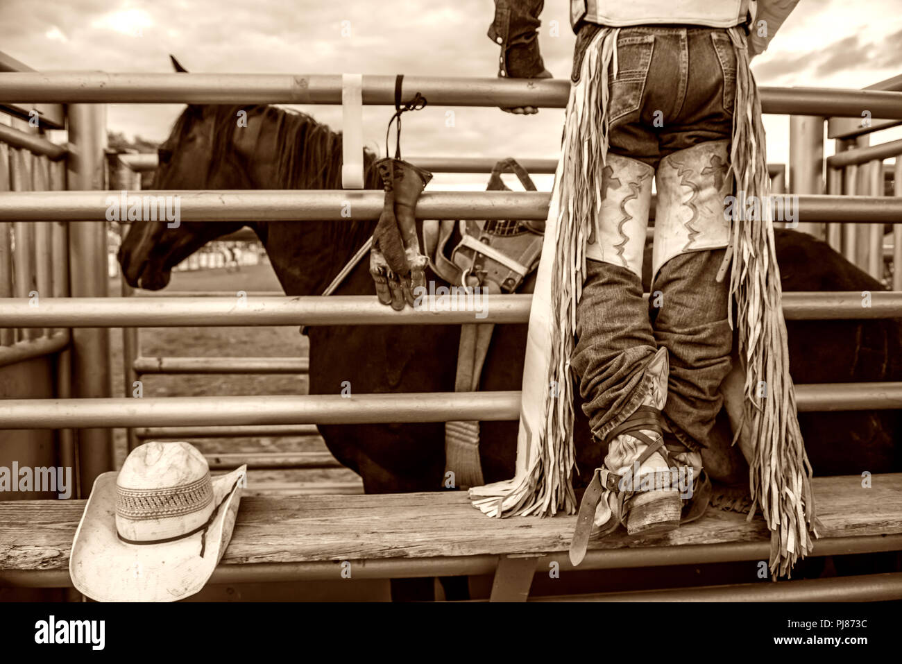 Rodeo cowboy ready to bareback ride in Texas rodeo. USA Stock Photo