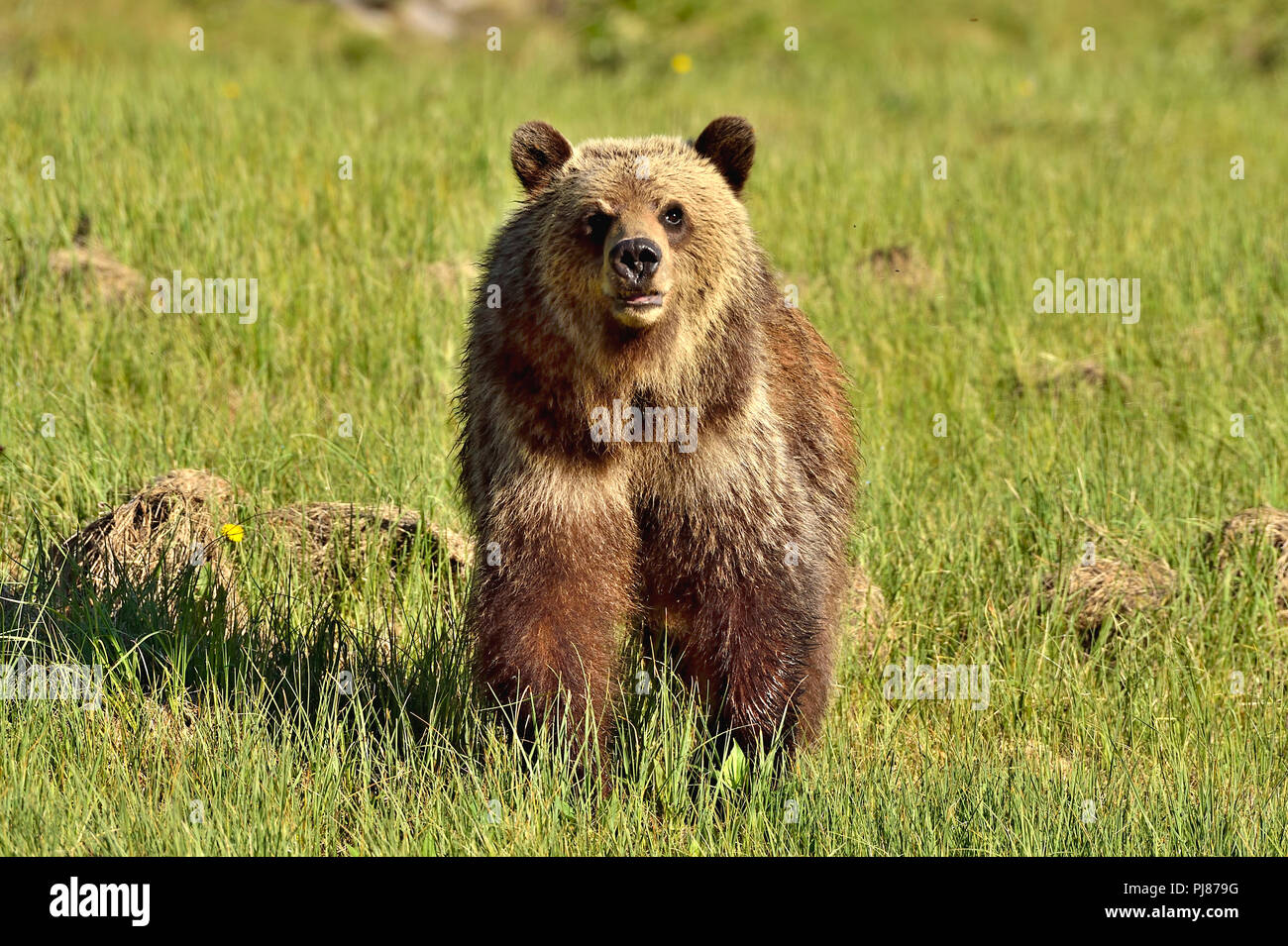 Brown bear standing up hi-res stock photography and images - Alamy