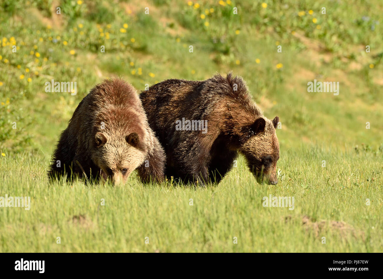 Two juvenile grizzly bears  Ursus arctos; foraging through an open meadow in rural Alberta Canada. Stock Photo