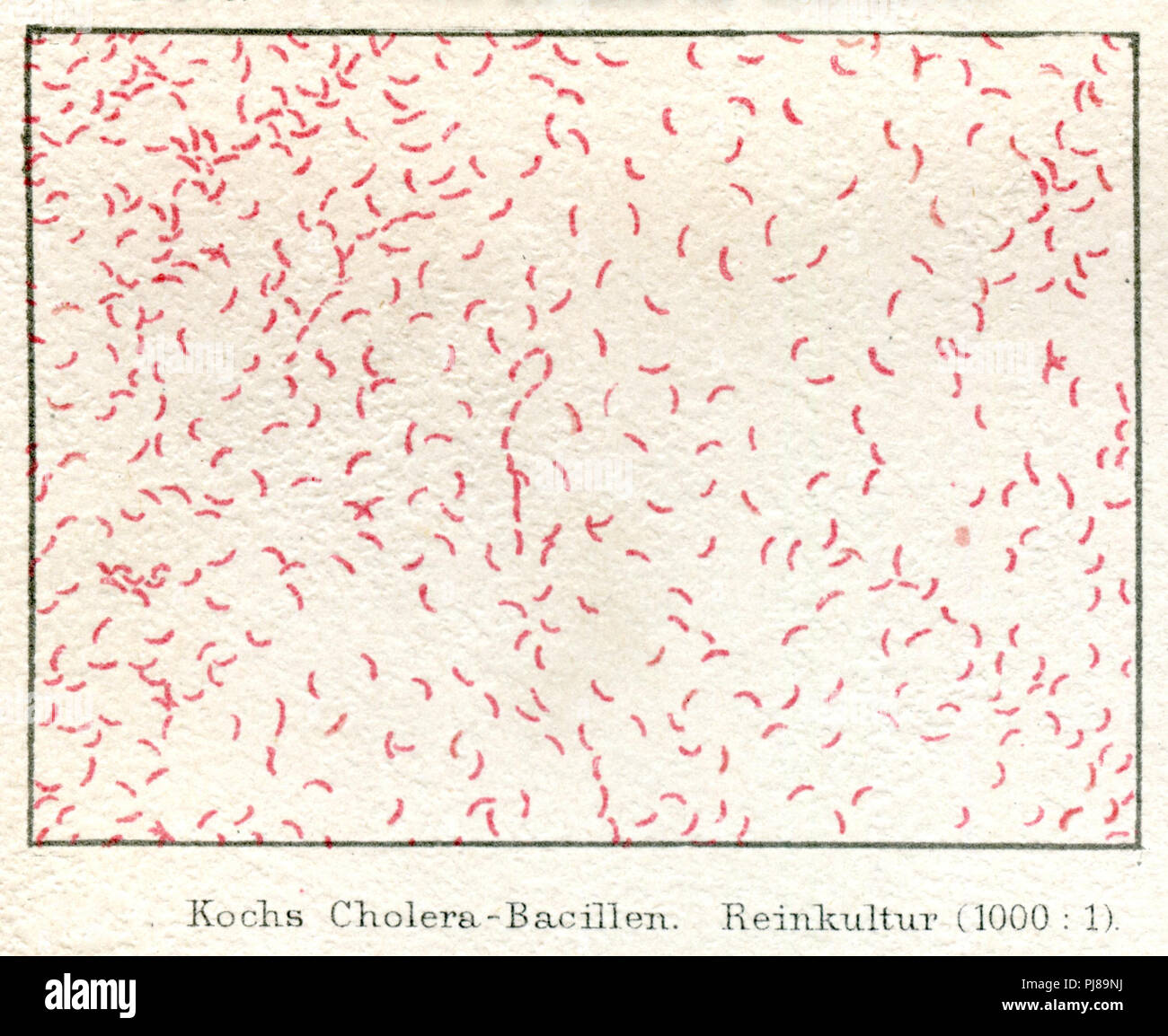 Cook cholera bacteria under the microscope (1000: 1).,   1885 Stock Photo