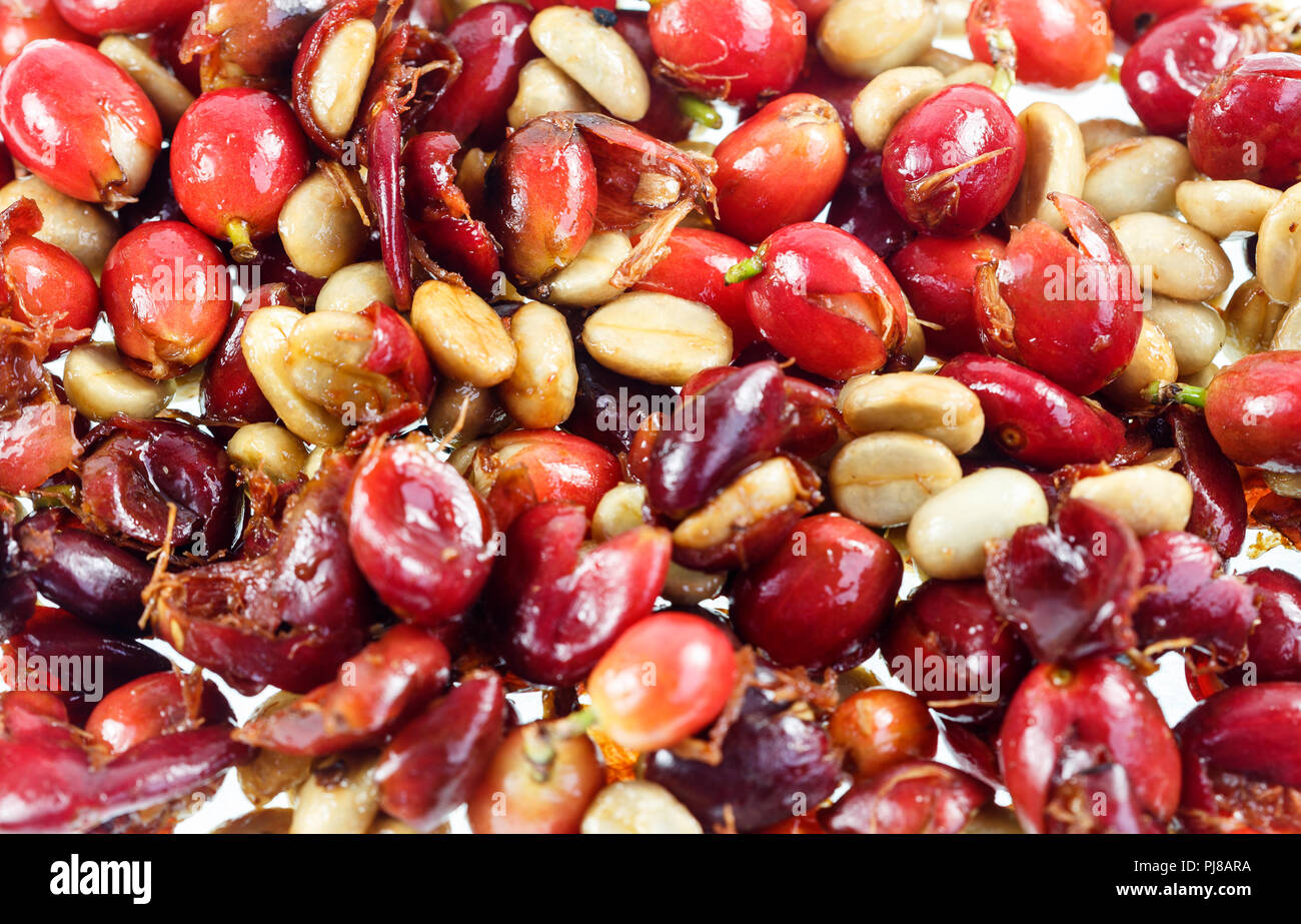 Coffee cherries crushed to separate the seeds from the flesh Stock