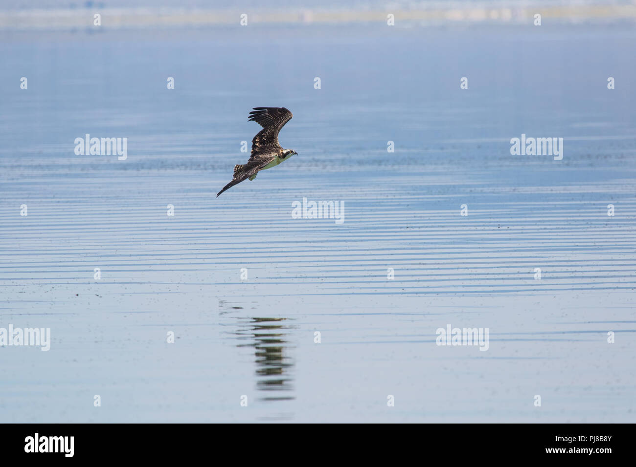 Young wild fledgling Osprey (pandit haliaetus) in flight that had been hatched in a nest on a tufa tower at Mono Lake in California USA Stock Photo