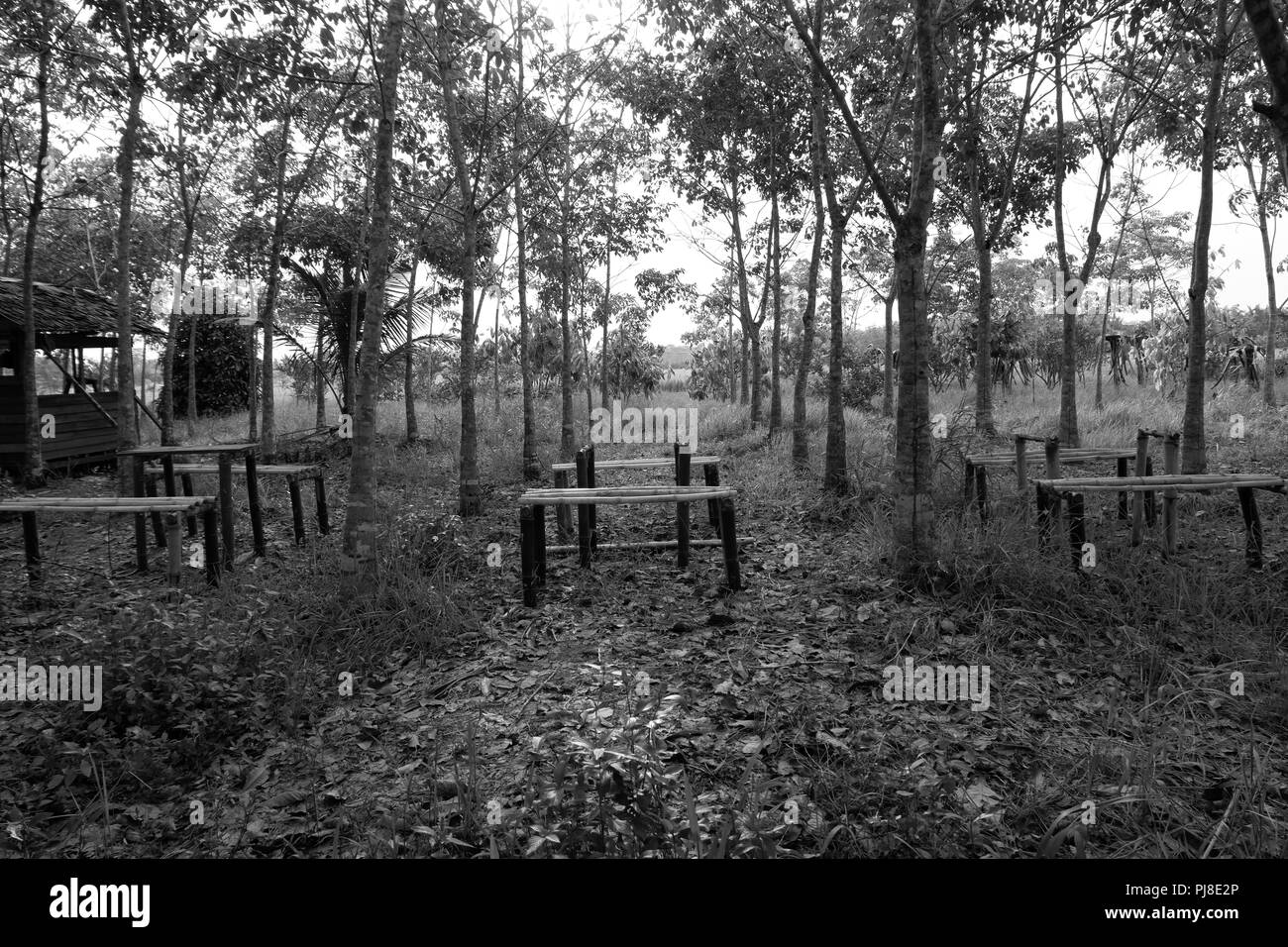 jungle black and white Stock Photo - Alamy