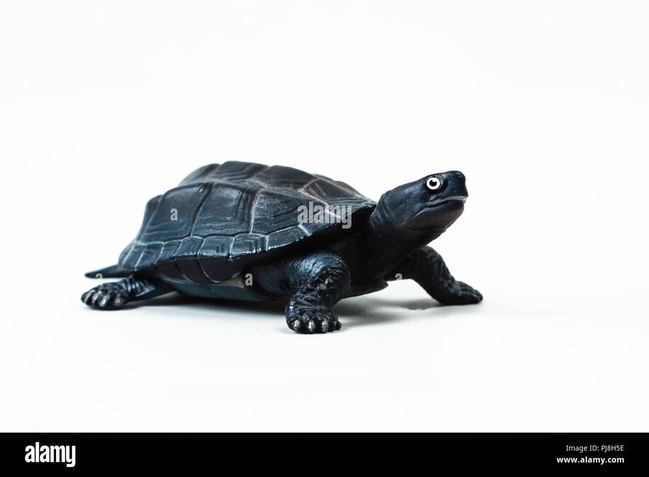 turtle on white background Stock Photo - Alamy