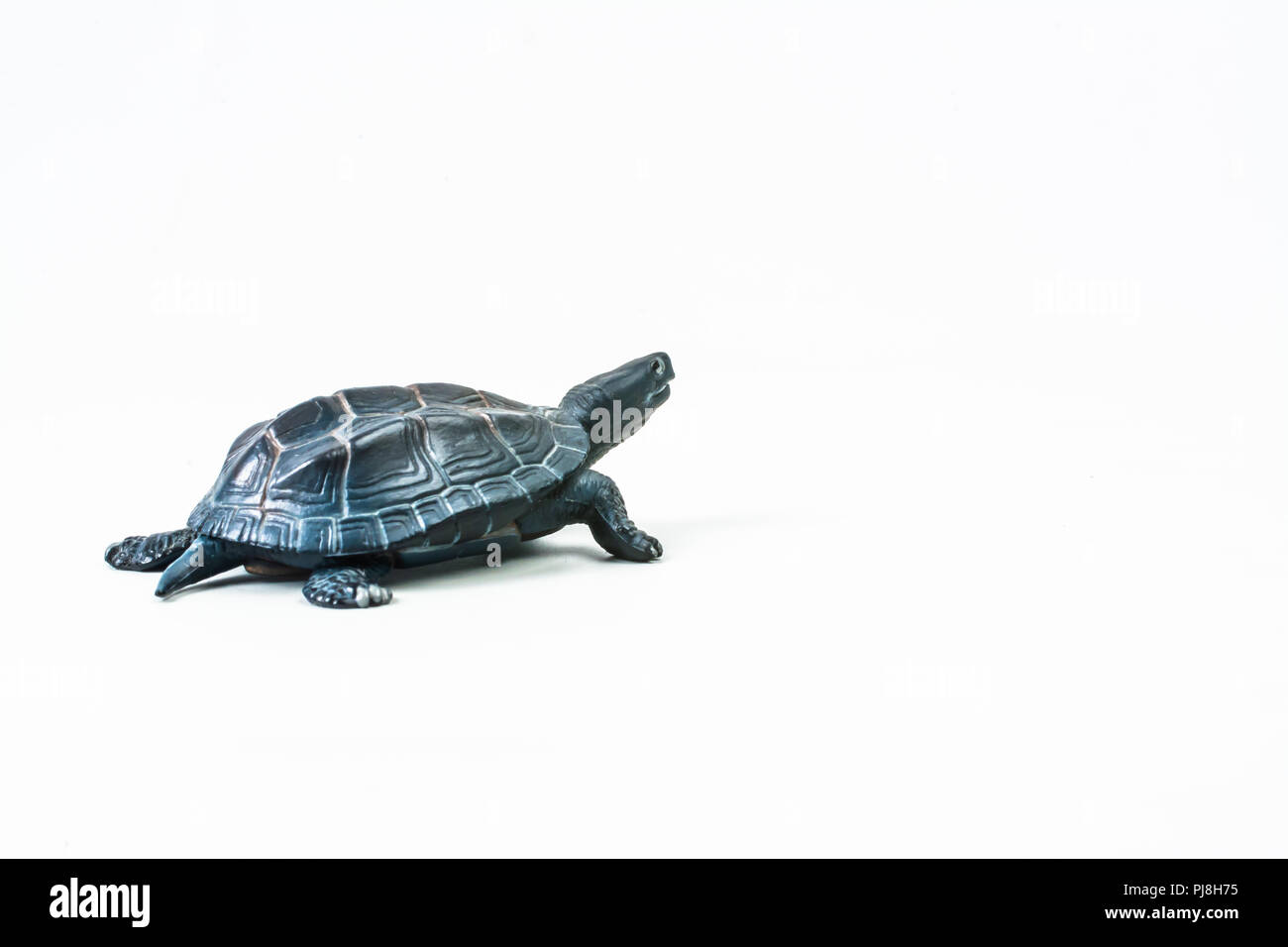 turtle on white background Stock Photo - Alamy