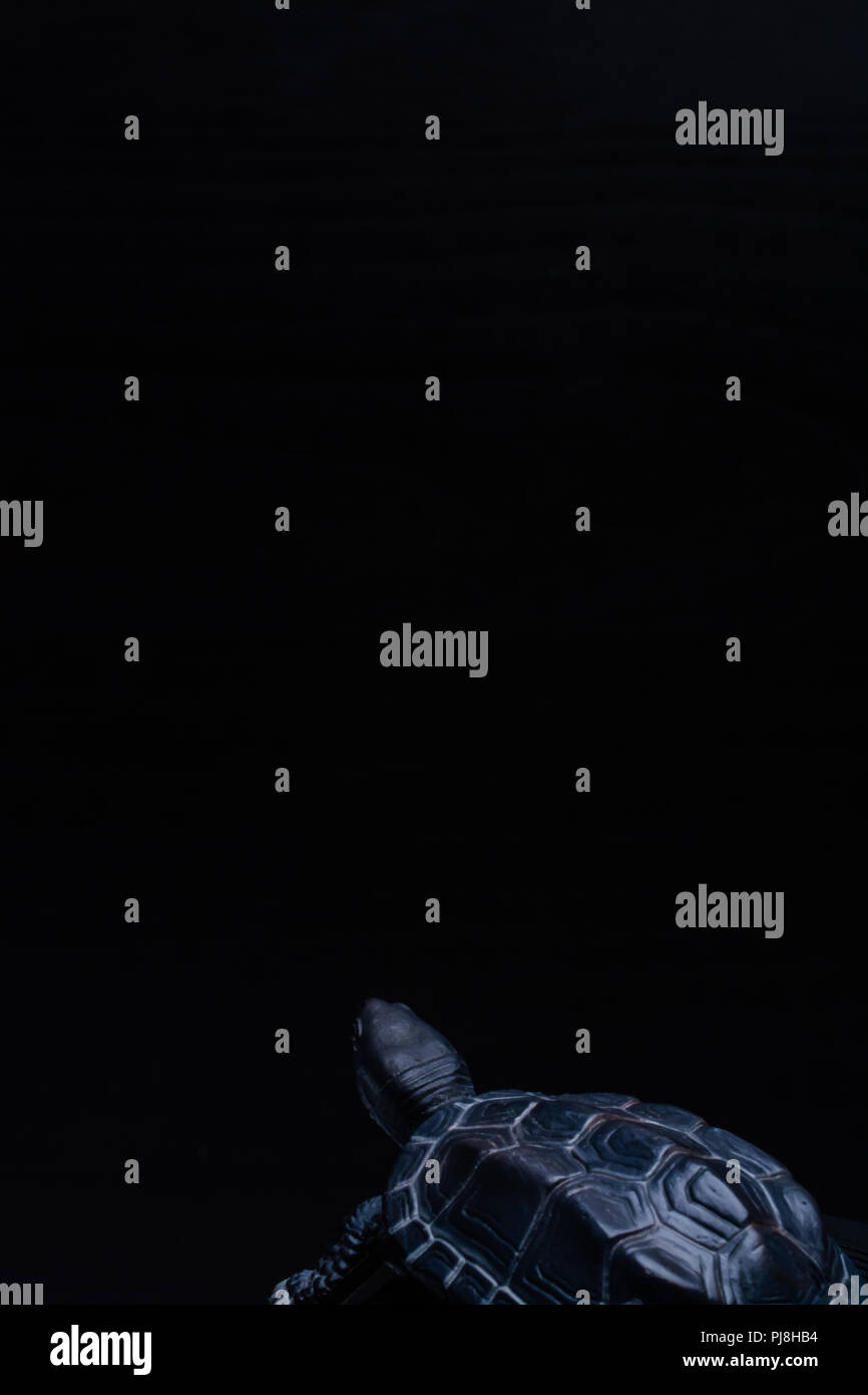 turtle on black background Stock Photo - Alamy