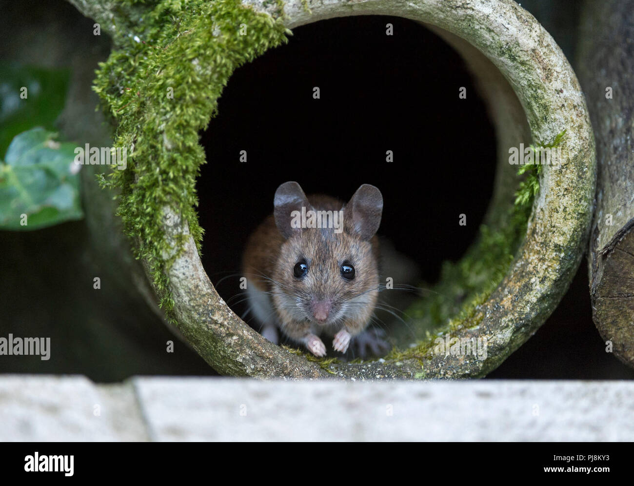 Field mouse or wood mouse in old moss covered pot in garden uk Stock