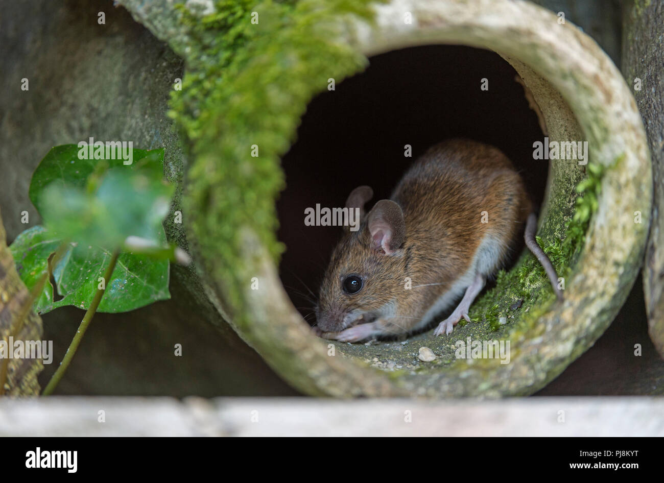 Field mouse or wood mouse in old moss covered pot in garden uk Stock