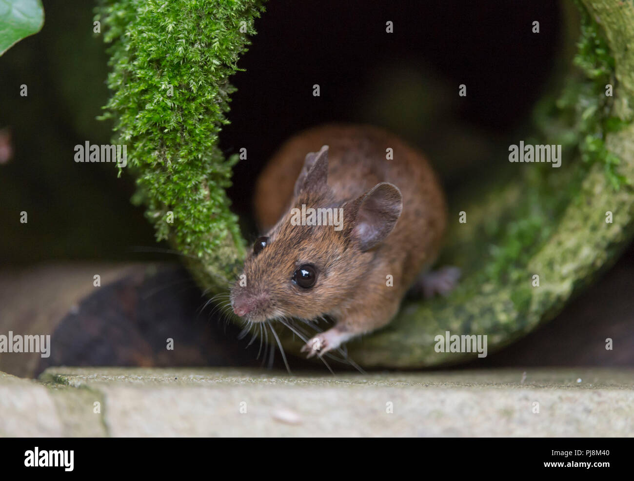 Field mouse or wood mouse emerging from old moss covered pot uk Stock Photo