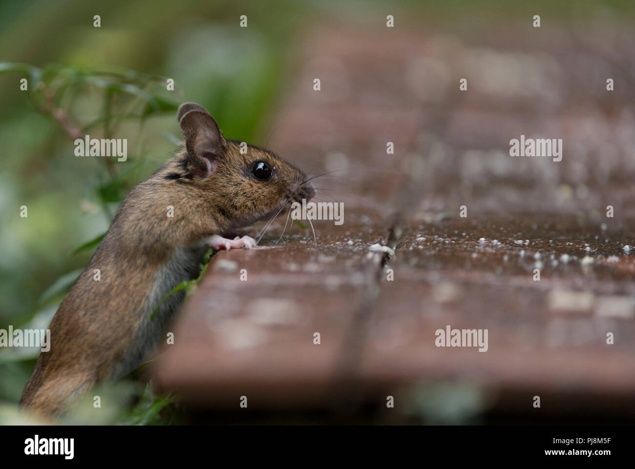 Fieldmouse or woodlouse finding/eating sunflower seeds left out for birds Stock Photo