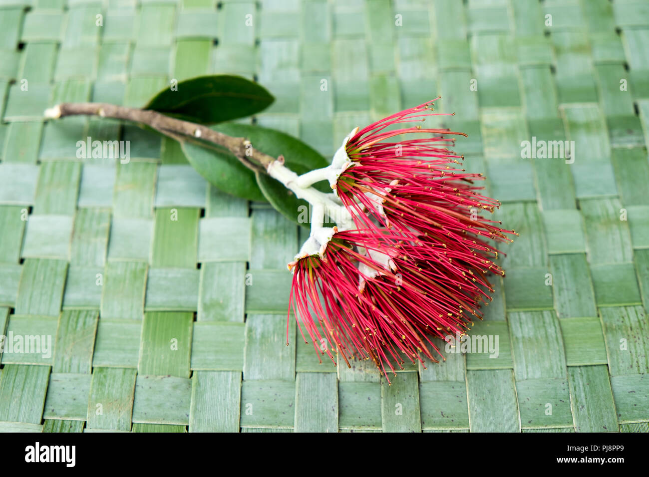 New Zealand Christmas Tree or Pohutukawa flower on woven green flax kete background - kiwiana NZ xmas theme Stock Photo