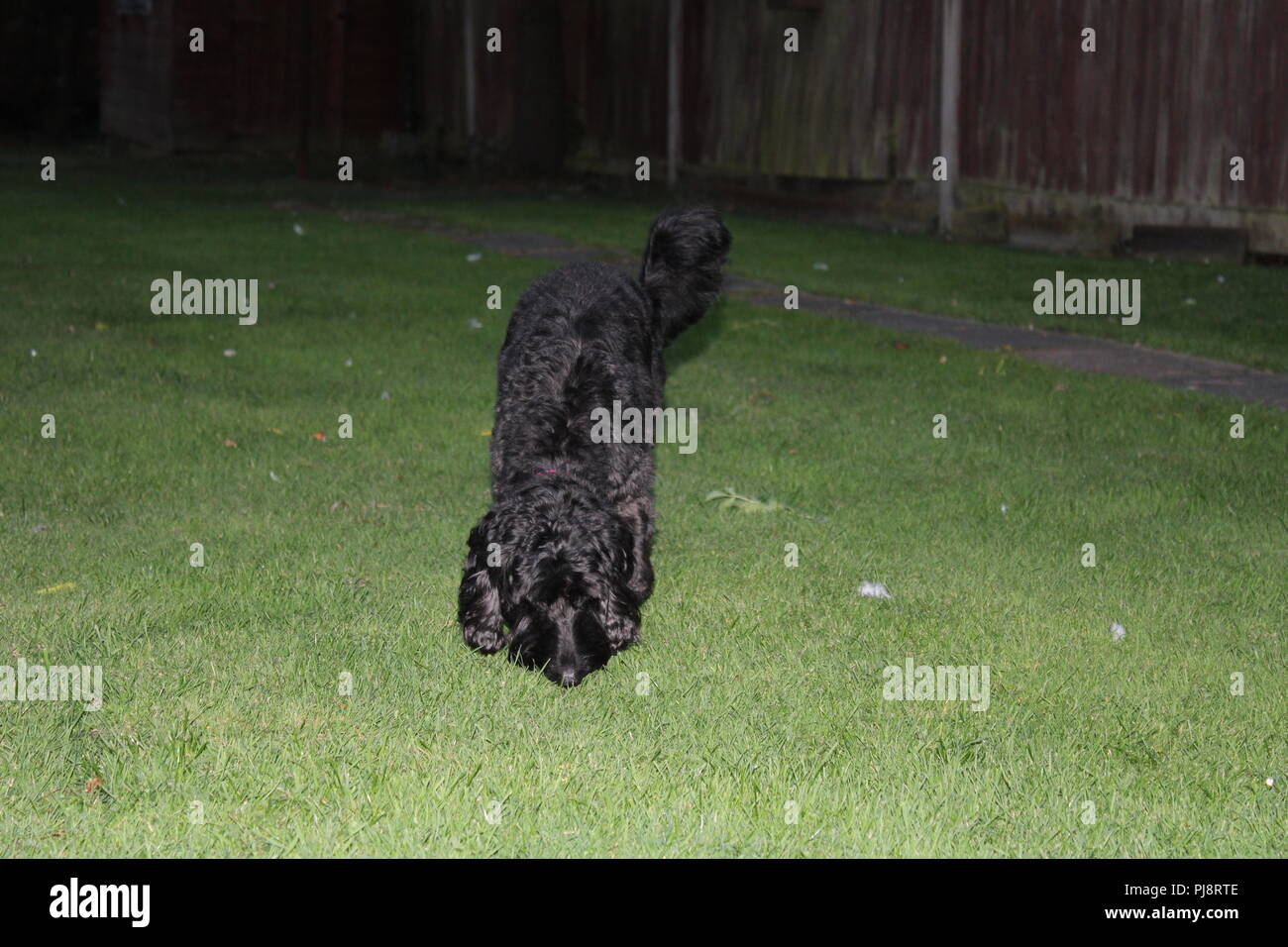 Cockapoo dog sniffs round exploring garden Stock Photo