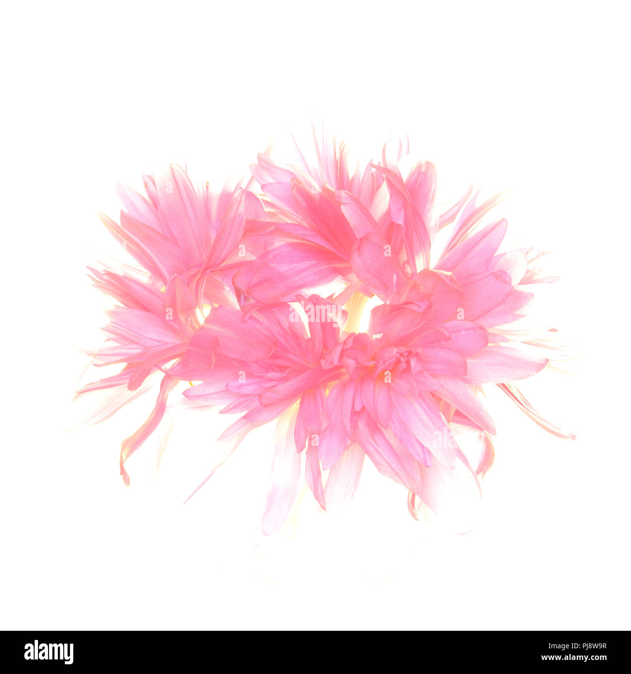 A Ring of Pink Flowers on a White Background Stock Photo