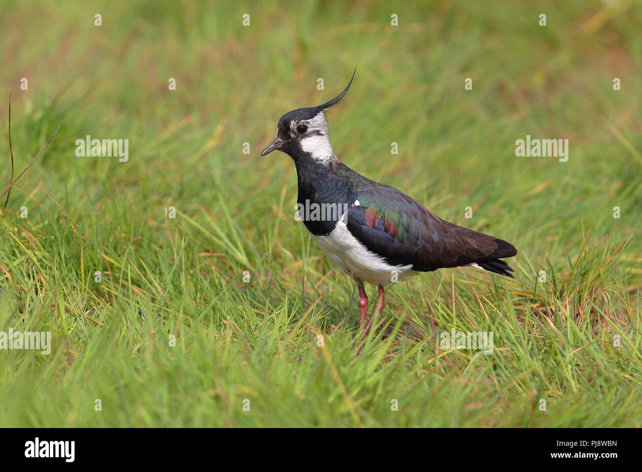 Northern lapwing (Vanellus vanellus) stands in a meadow, Dümmer nature park, Lower Saxony, Germany Stock Photo