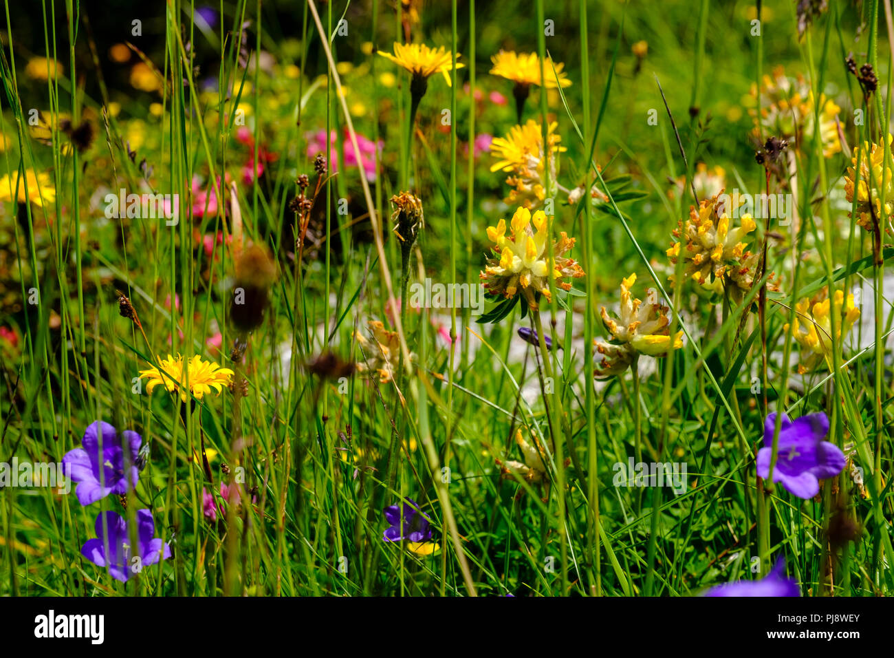 Alpine flower meadow, Alpine kidneyvetch (Anthyllis vulneraria