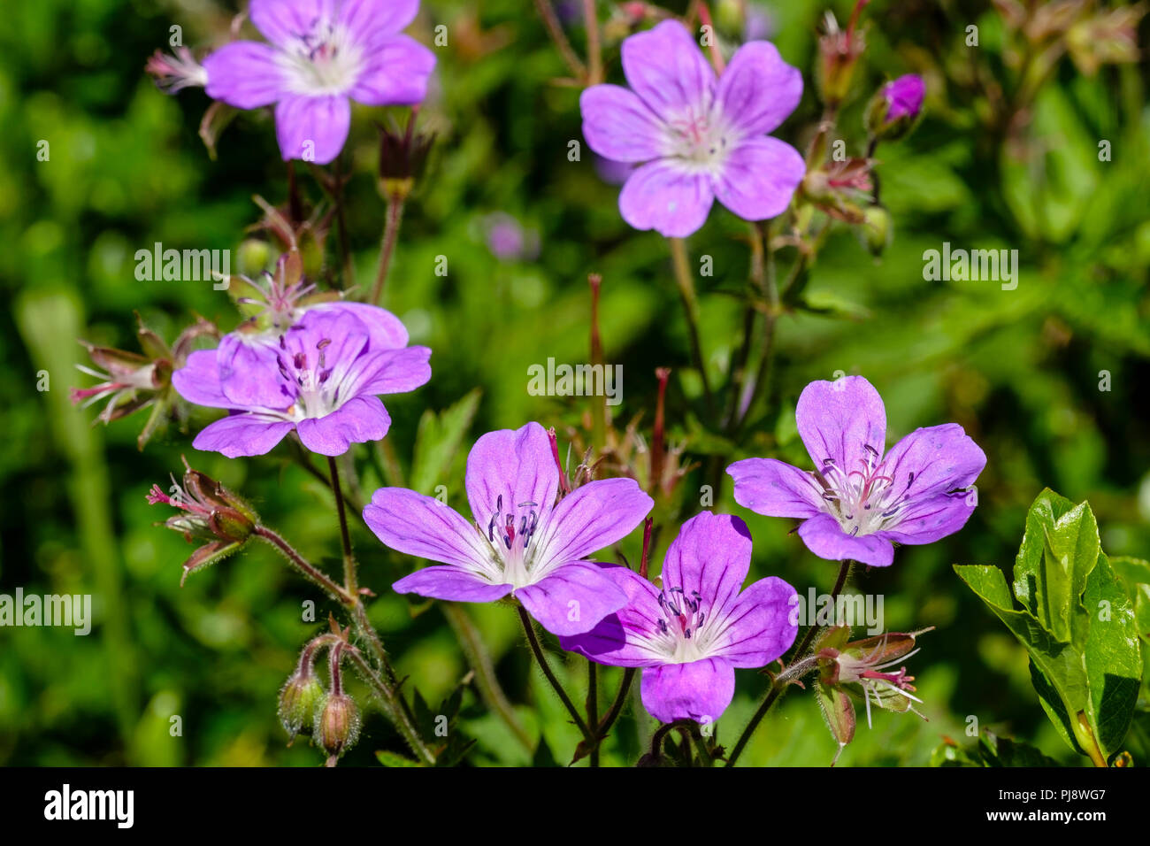 Wood cranesbill (Geranium sylvaticum), Bavarian Alps, Berchtesgaden National Park, Bavaria, Germany Stock Photo